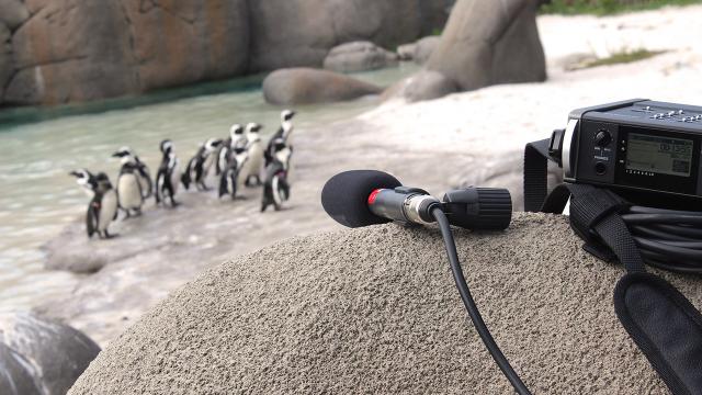 Close-up of a digital decibel meter with second image penguins.